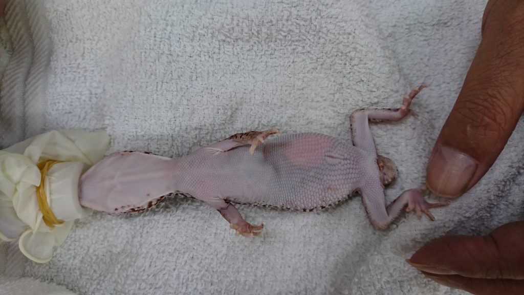 ヒョウモントカゲモドキの腸閉塞 エキゾチックペット診療室 症例紹介
