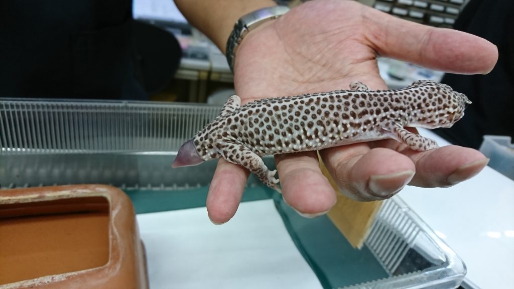ヒョウモントカゲモドキの腸閉塞 エキゾチックペット診療室 症例紹介