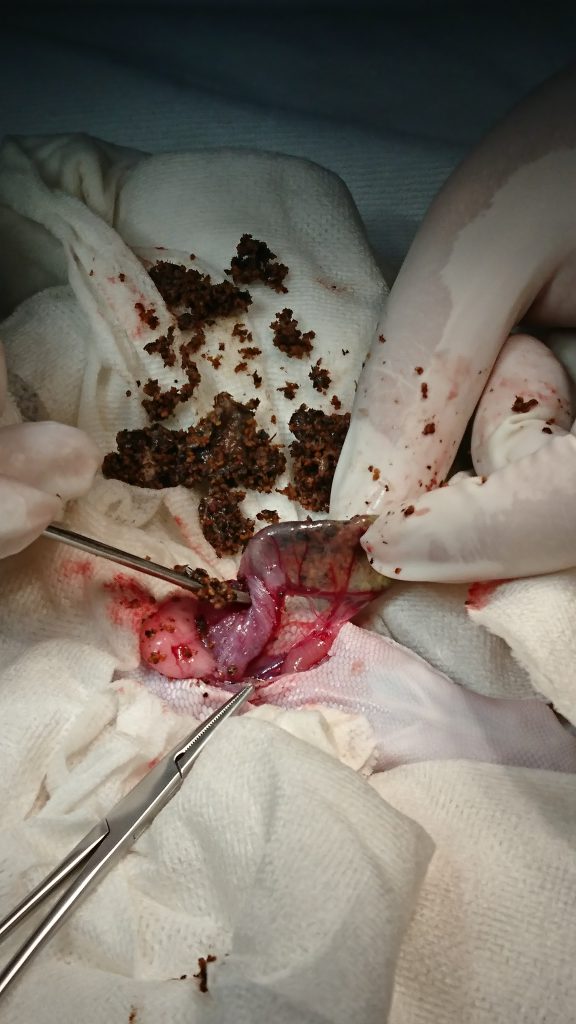 ヒョウモントカゲモドキの腸閉塞の手術の様子