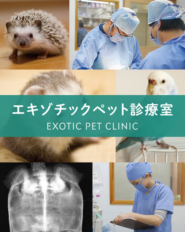エキゾチック診療 19号 20号 エキゾチック診療 19号 20号 エキゾチック臨床シリーズ Vol.20