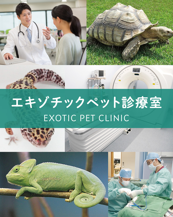 Exotic Companion Mammals 洋書診療 エキゾチックアニマル 日本限定